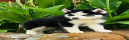 Siberian Husky dogs for sale: Romney - Ad 12