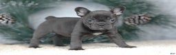 French Bulldog dogs for sale: Cora - Ad 1