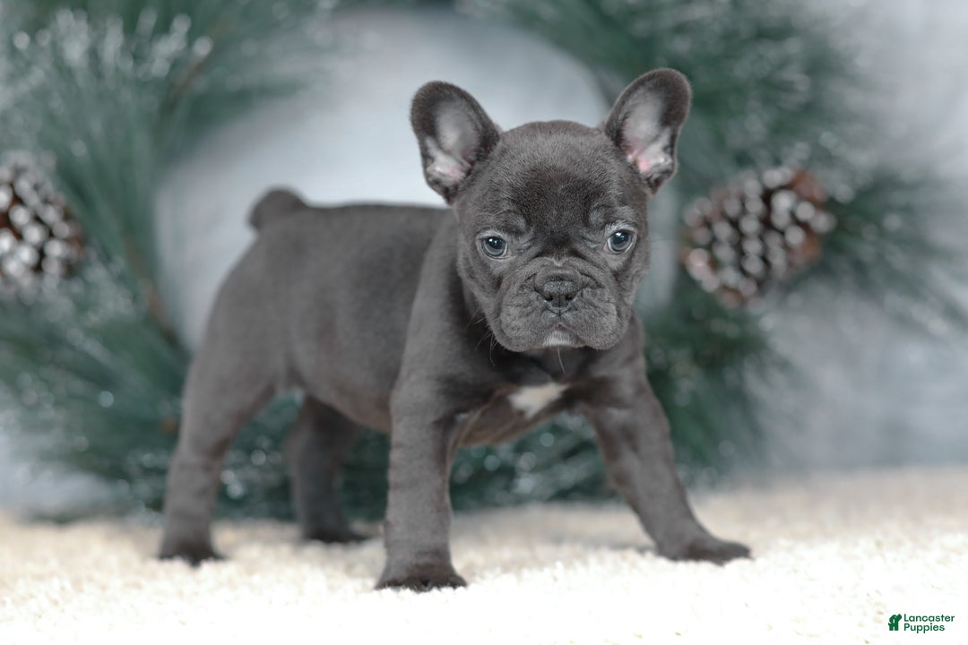 French Bulldog dogs for sale: Cora - Ad 1