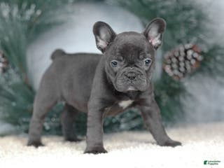 French Bulldog dogs Cora - Ad 3