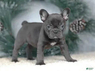 French Bulldog dogs Cora - Ad 33