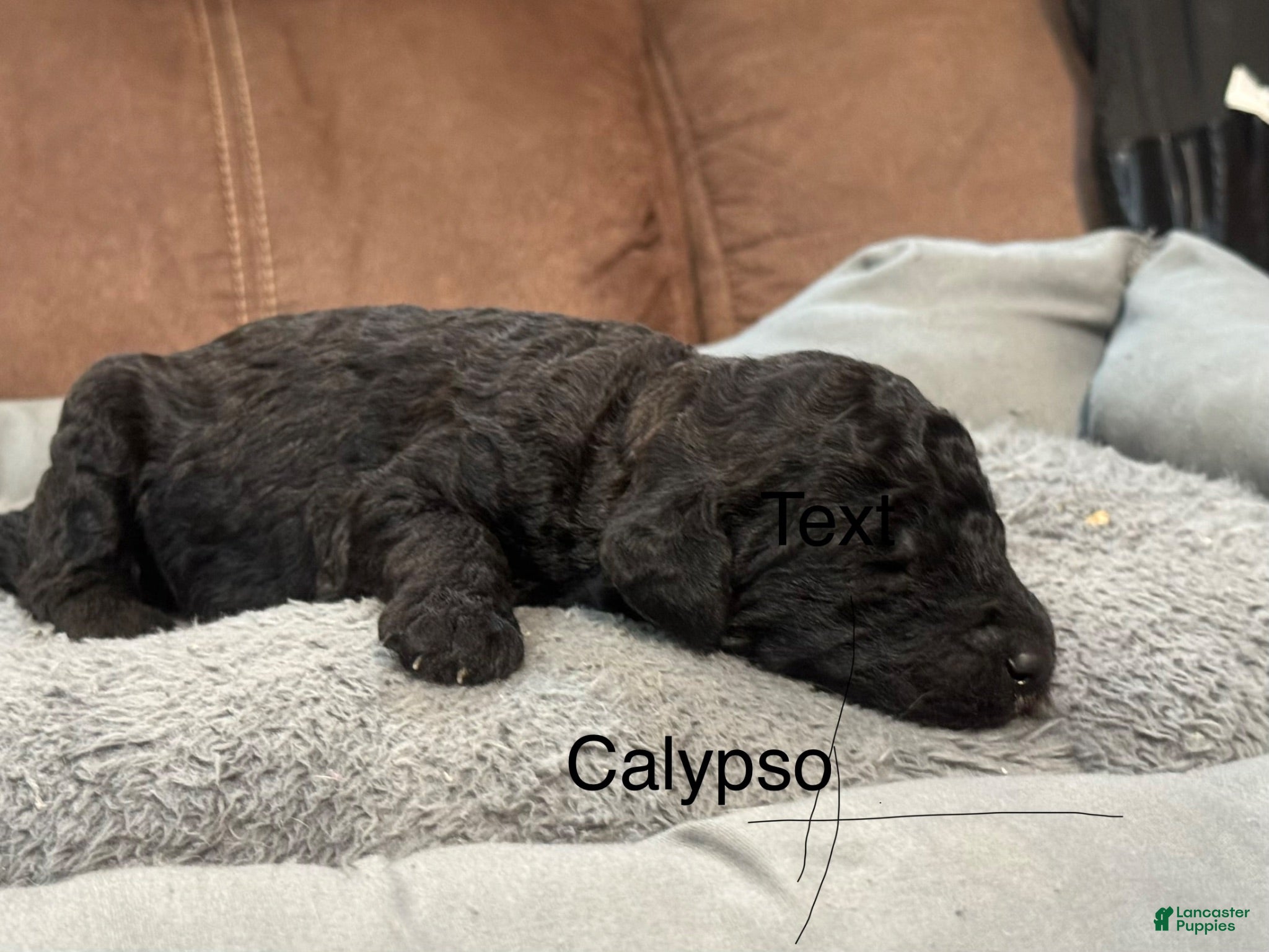 Standard Poodle dogs Calypso  - Ad 2