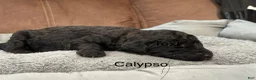 Standard Poodle dogs for sale: Calypso  - Ad 2