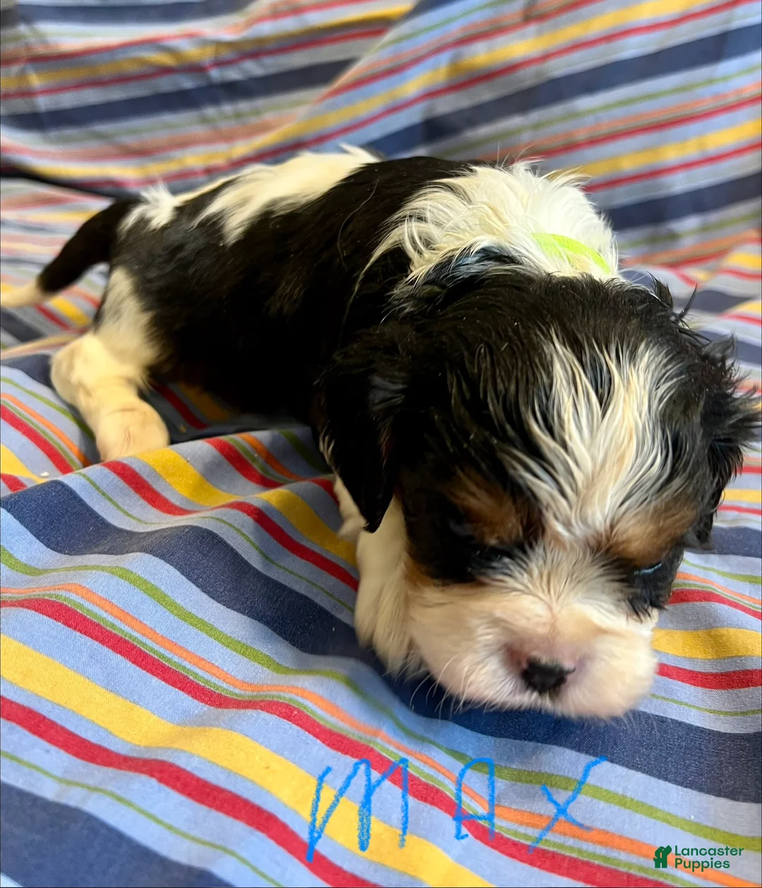 Cavalier King Charles Spaniel dogs for sale: Cavalier King Charles Spaniel Puppy 2 - Ad 1