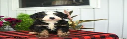 Mini Bernedoodle dogs for sale: Romeo - Ad 5