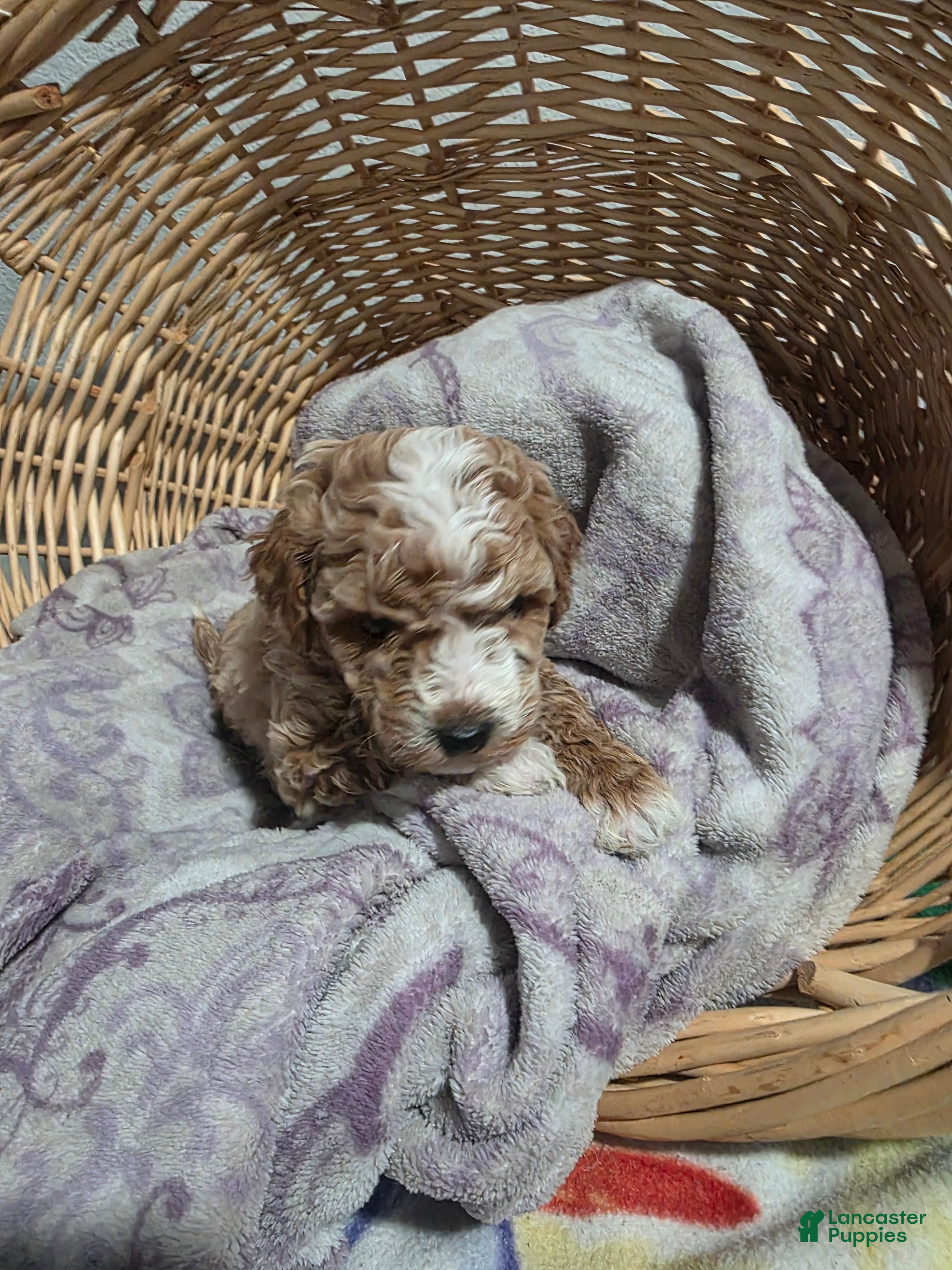 Cavapoo dogs Ricco - Ad 2