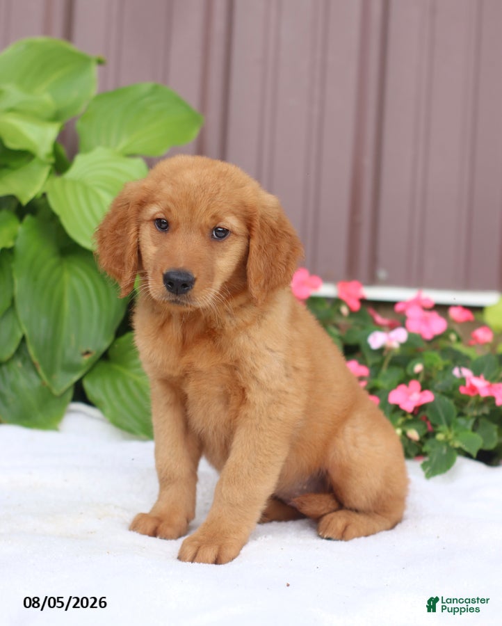 Golden Retriever dogs Tina - Ad 1
