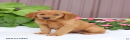 Golden Retriever dogs for sale: Tina - Ad 1