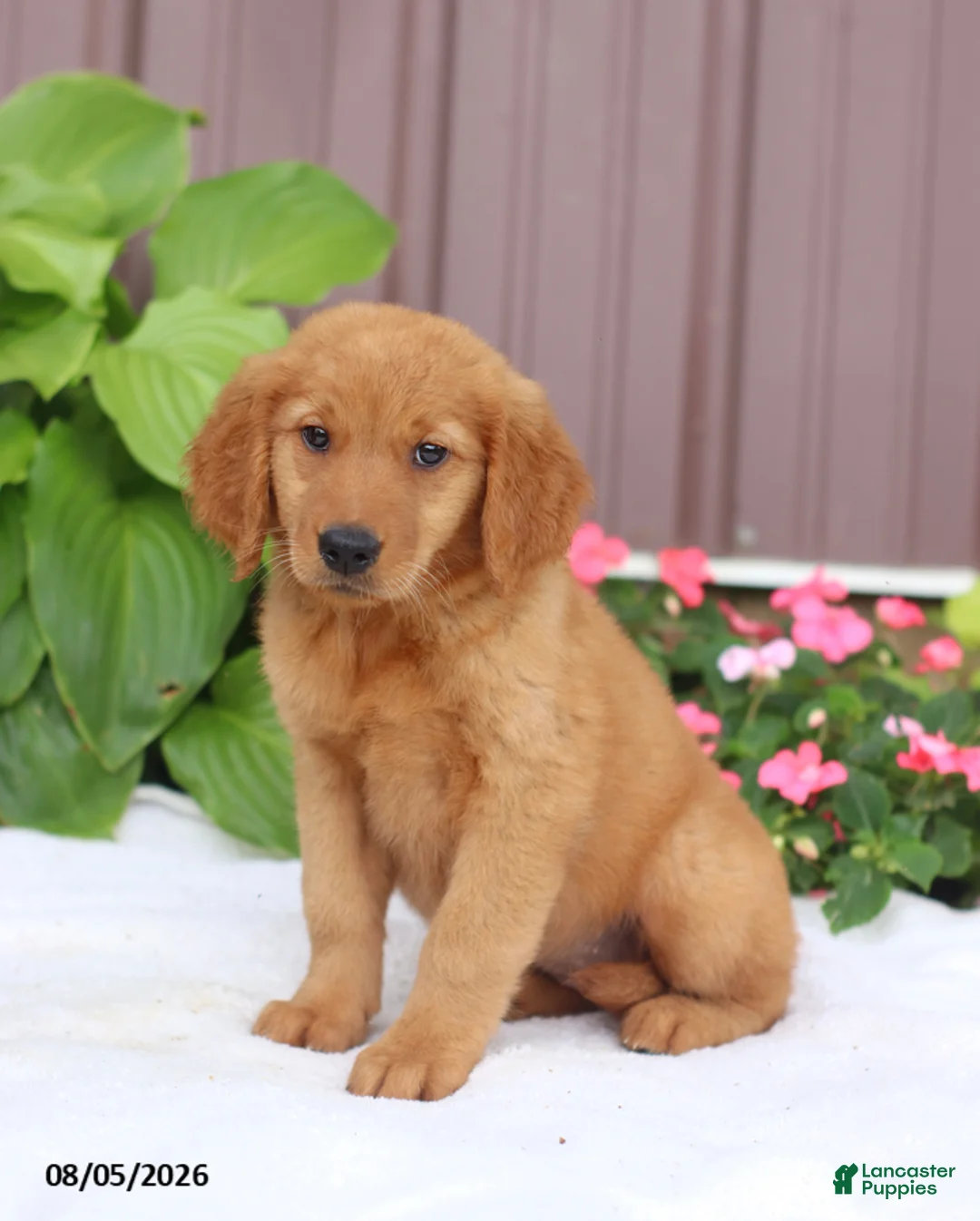 Golden Retriever dogs for sale: Tina - Ad 1