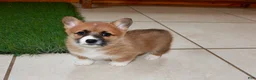 Welsh Corgi Pembroke dogs for sale: Welsh Corgi Pembroke (Chess)8375 - Ad 4