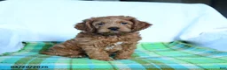 Cockapoo dogs for sale: Jupiter - Ad 4