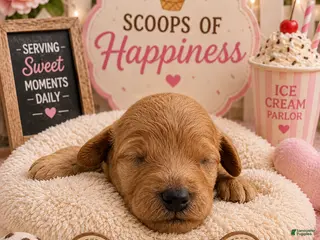 Mini Goldendoodle dogs Cookie Dough 🍪 - Ad 4