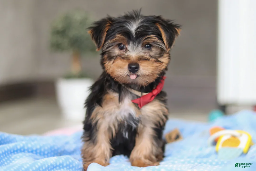 Yorkshire Terrier dogs for sale: Malcolm - Ad 4