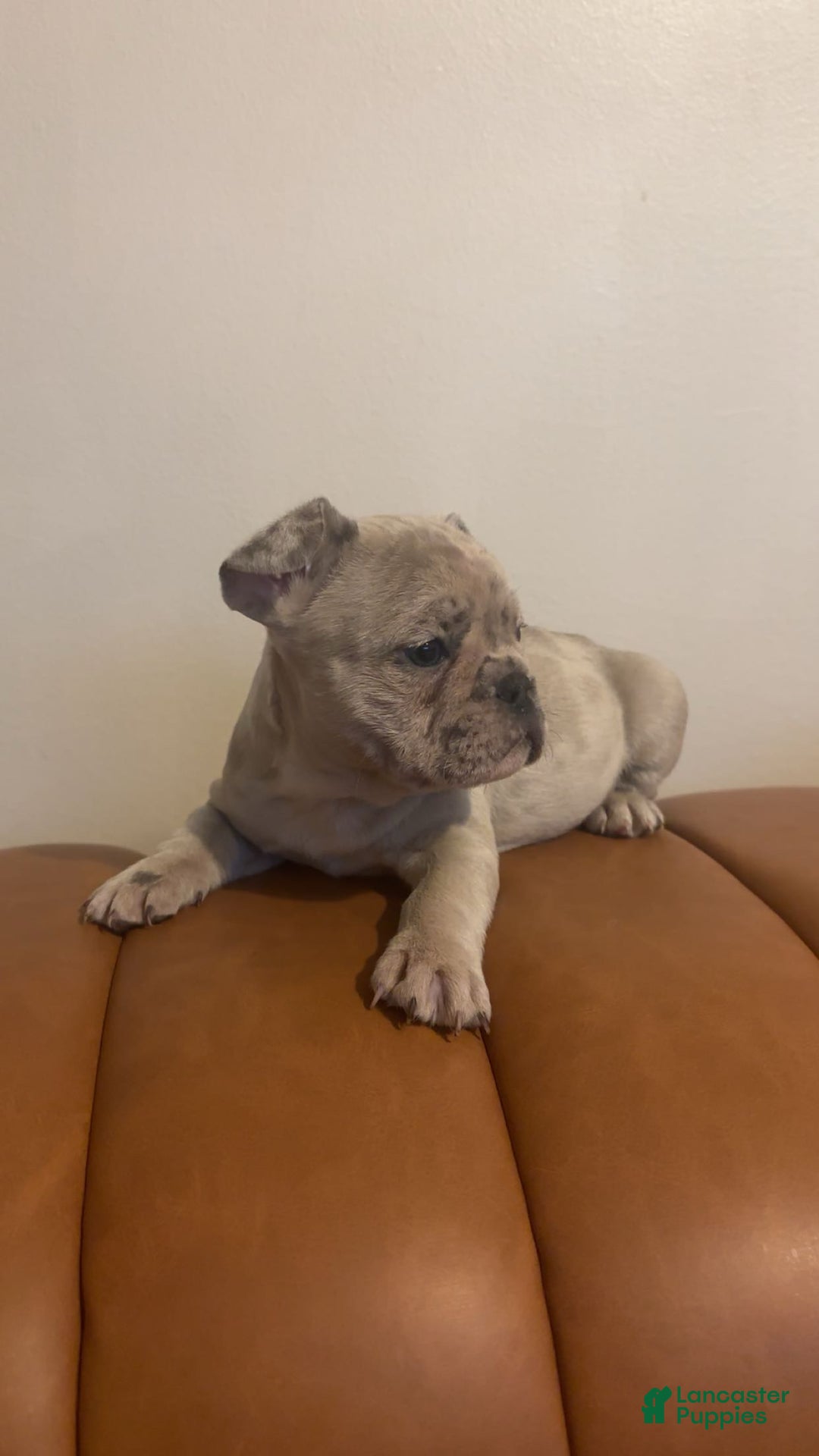 French Bulldog dogs for sale: French Bulldog Puppy 2 - Ad 4