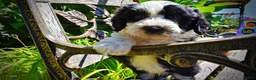 Havapoo dogs for sale: Inky - Ad 3