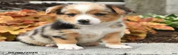 Mixed Breed dogs for sale: Nash - Ad 4