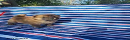 Chow Chow dogs for sale: Willow - Ad 1
