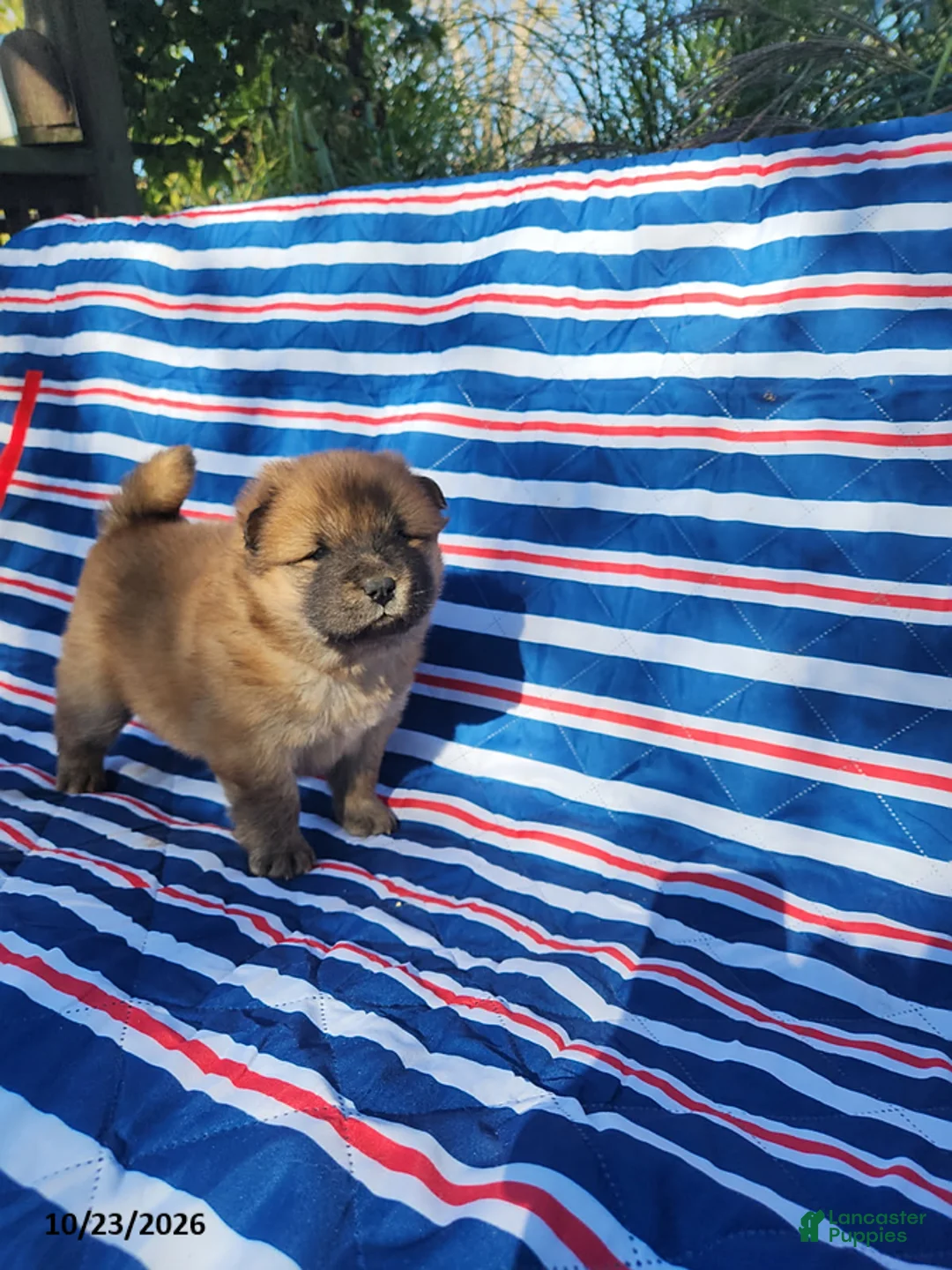 Chow Chow dogs for sale: Willow - Ad 1