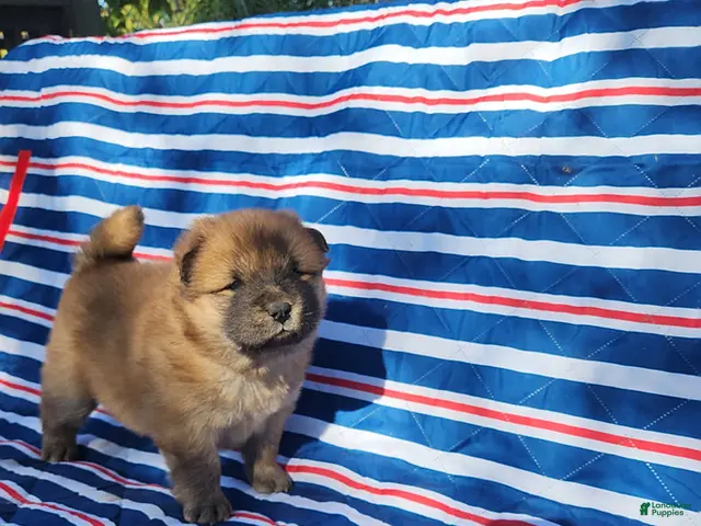 Chow Chow dogs for sale: Willow - Ad 1