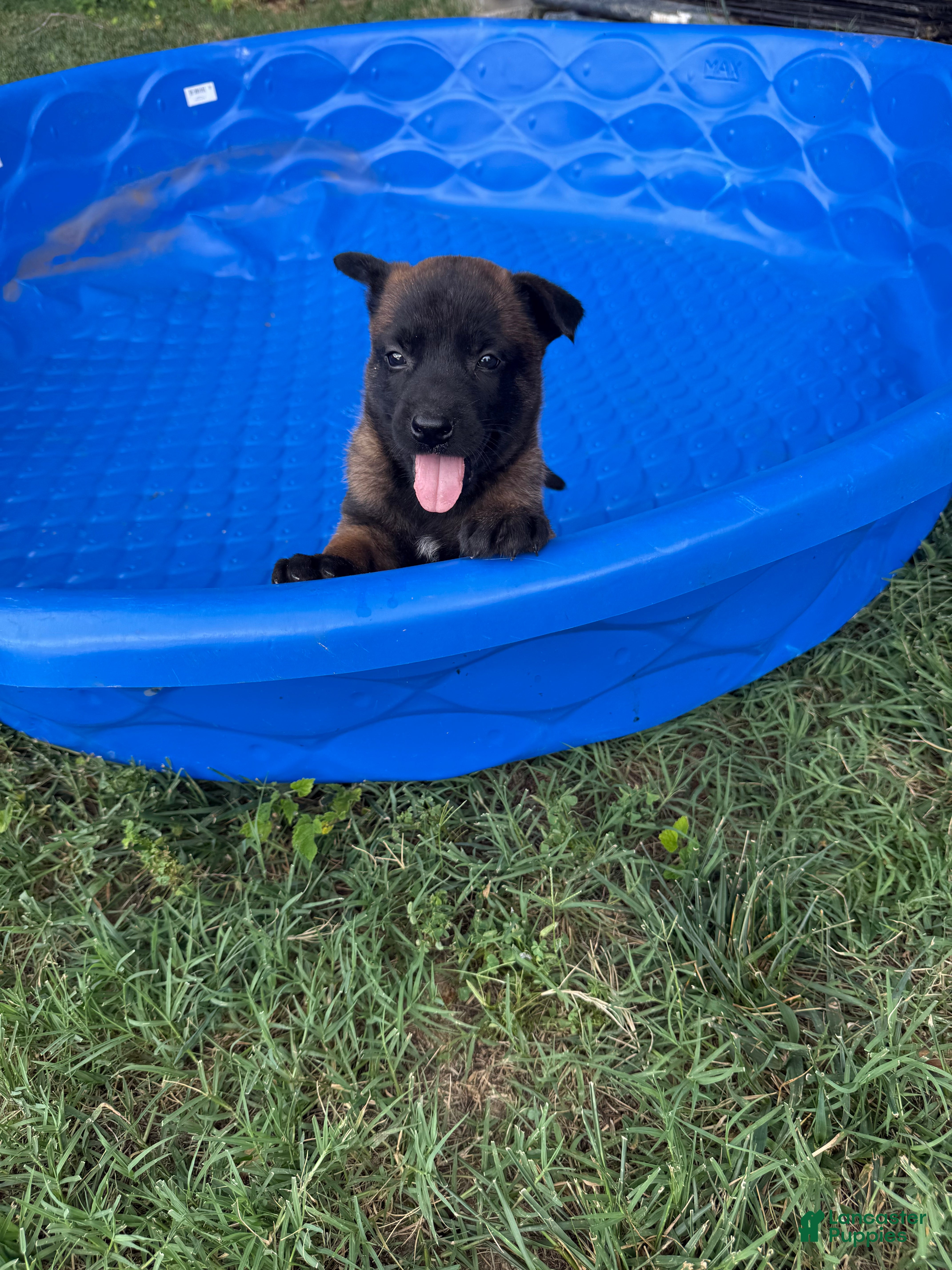 Belgian Malinois dogs Belgian Malinois 5 - Ad 33