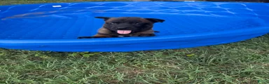 Belgian Malinois 5