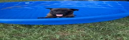 Belgian Malinois dogs for sale: Belgian Malinois 5 - Ad 1
