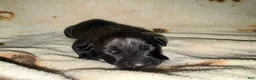 Cane Corso dogs for sale: Ketch AKC - Ad 6