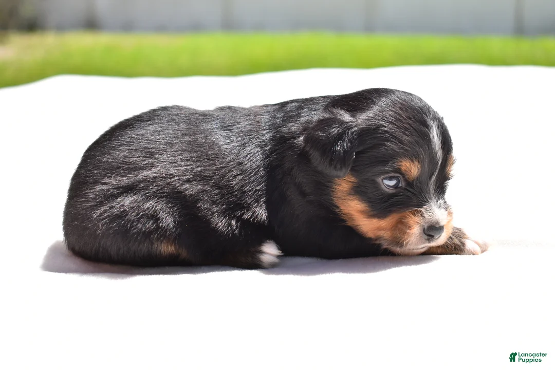 Toy Australian Shepherd dogs for sale: Toy Australian Shepherd Puppy 1 - Ad 2