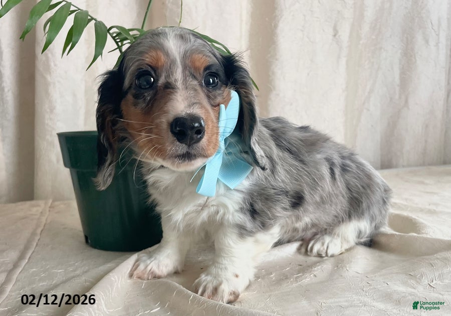Miniature Dachshund dogs Cody - Ad 1