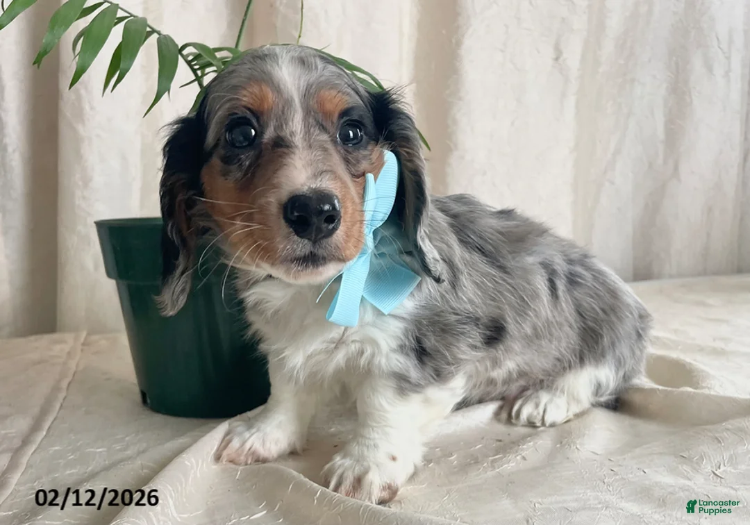 Miniature Dachshund dogs for sale: Cody - Ad 1