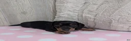 Miniature Dachshund dogs for sale: Sierra - Ad 4