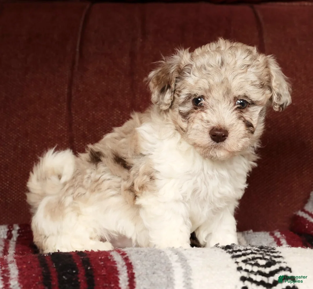 Havapoo dogs for sale: Bella - Ad 5