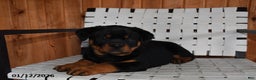 Rottweiler dogs for sale: Bubba - Ad 2