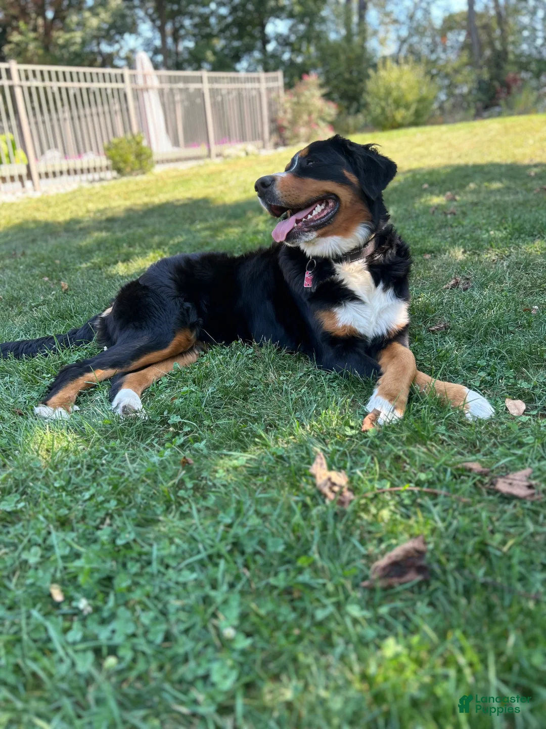 Bernese Mountain Dog dogs for sale: Bernese Mountain Dog -Dark Purple Collar - Ad 11