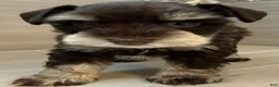 Miniature Schnauzer dogs for sale: Comet - Ad 3