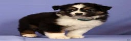 Miniature Australian Shepherd dogs for sale: Kari - Ad 5