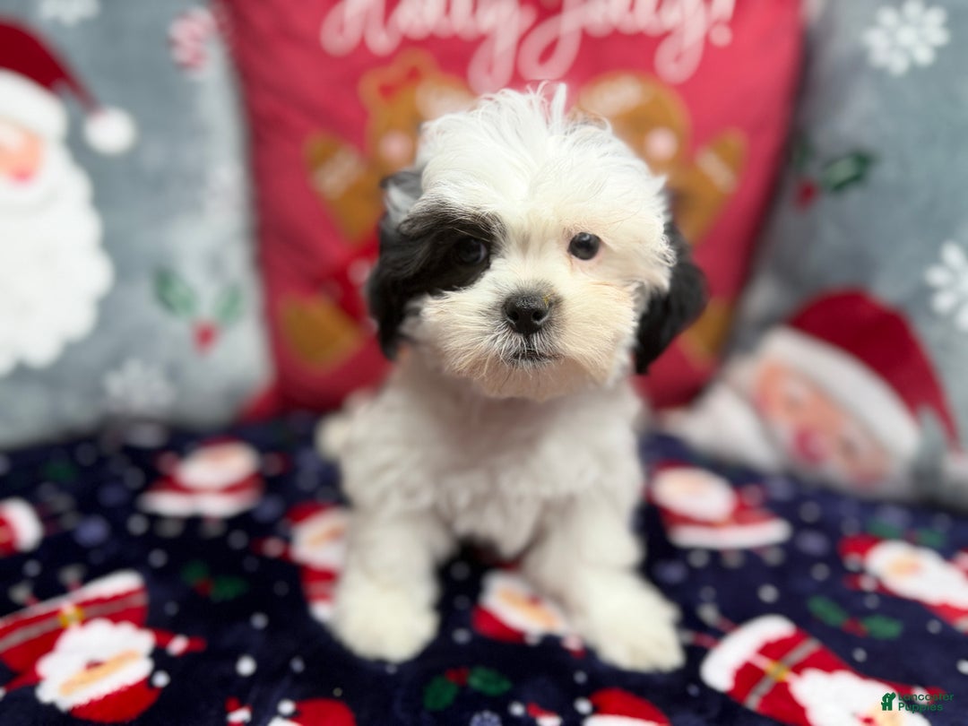 Malshi dogs for sale: Heibai - Ad 11