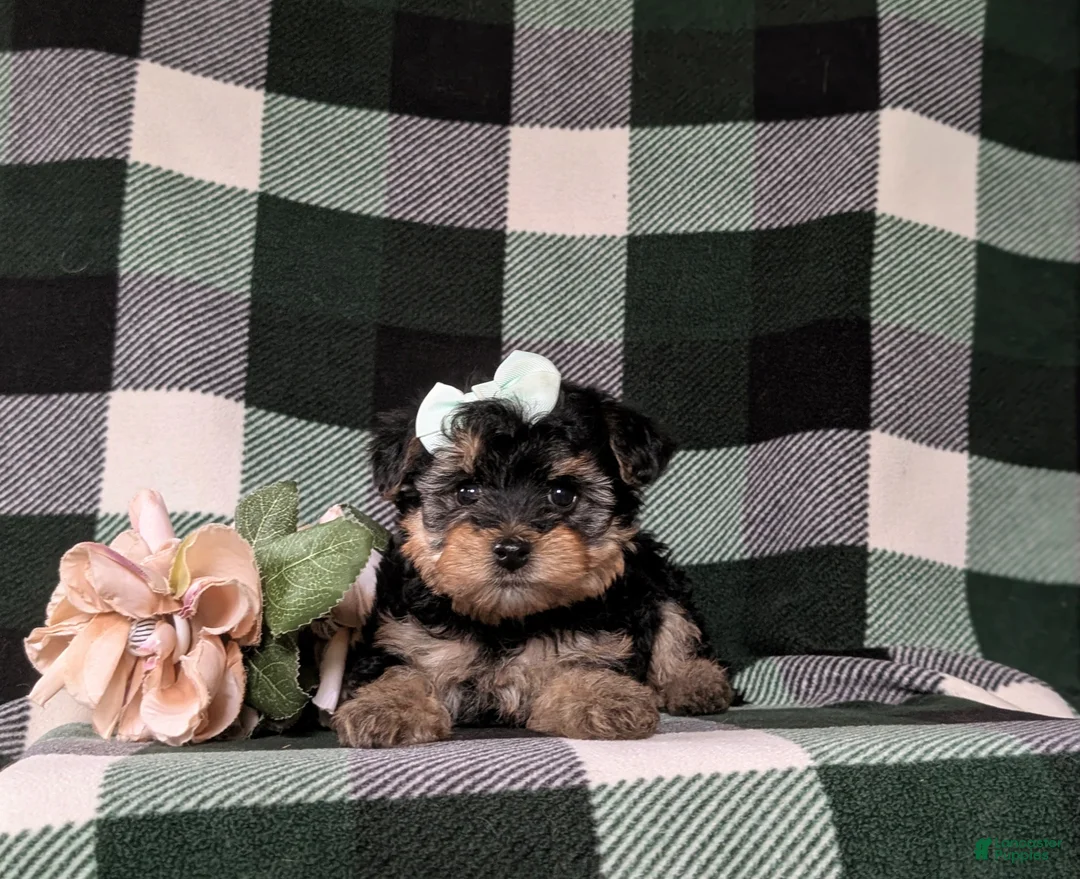 Yorkiepoo dogs for sale: Jolisa - Ad 6