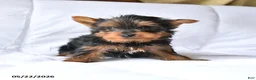 Yorkshire Terrier dogs for sale: Murphy - Ad 4
