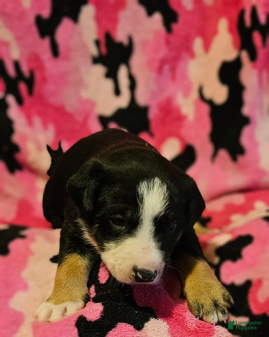 Border Collie dogs for sale: Pete - Ad 2