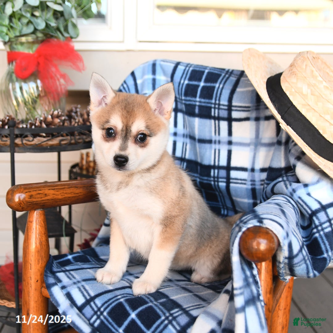 Alaskan Klee Kai dogs for sale: Tiffany - Ad 2