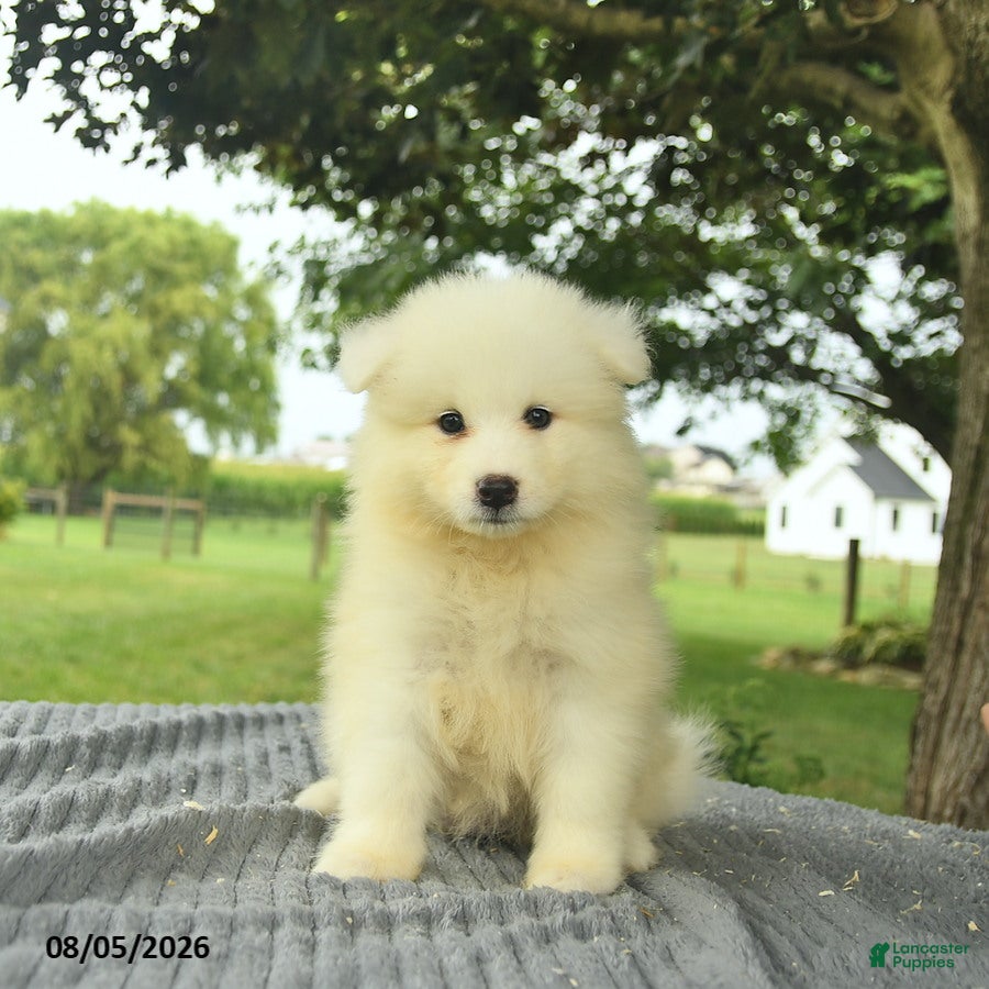 Samoyed dogs Sasha  - Ad 2