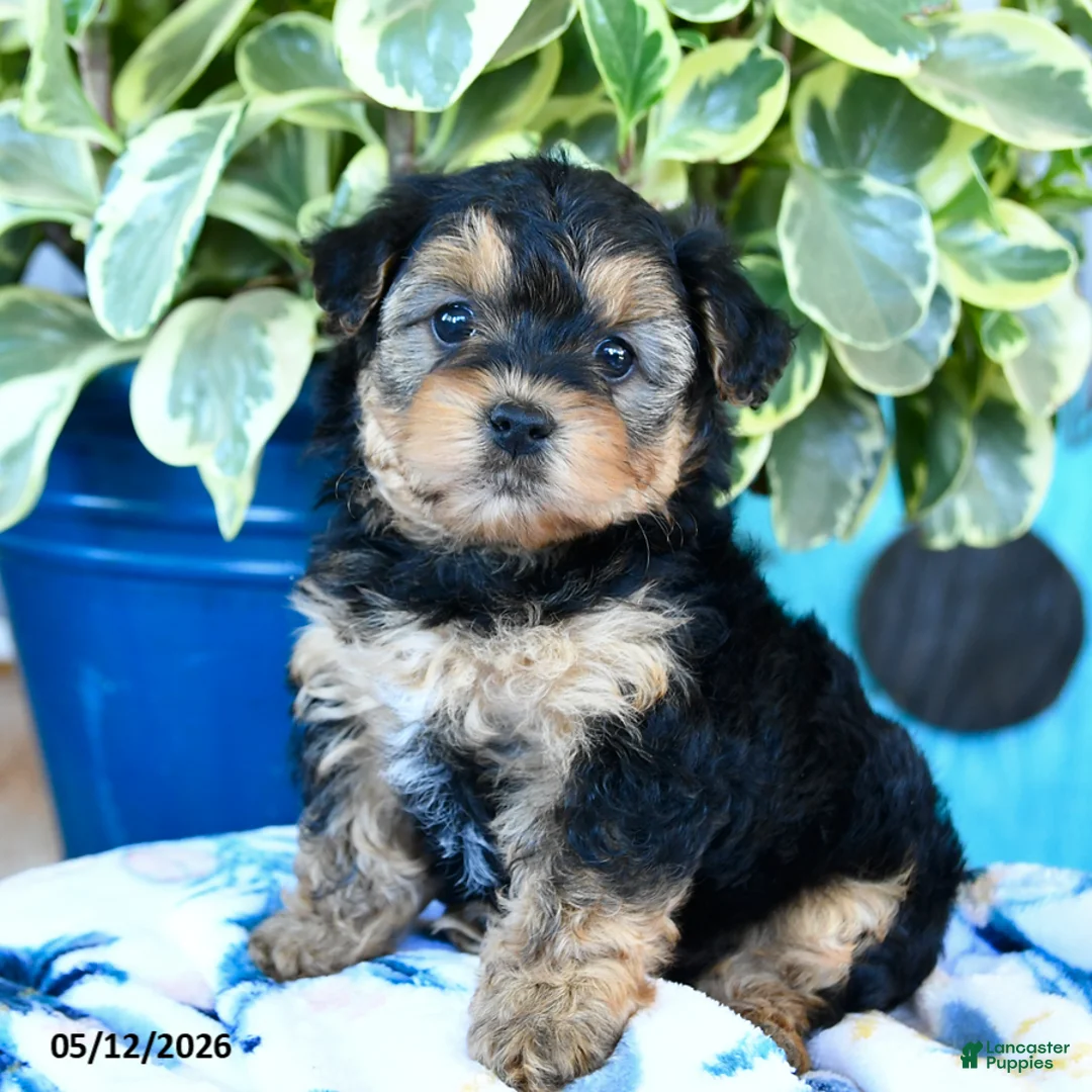 Yorkiepoo dogs for sale: Lady Bug - Ad 1