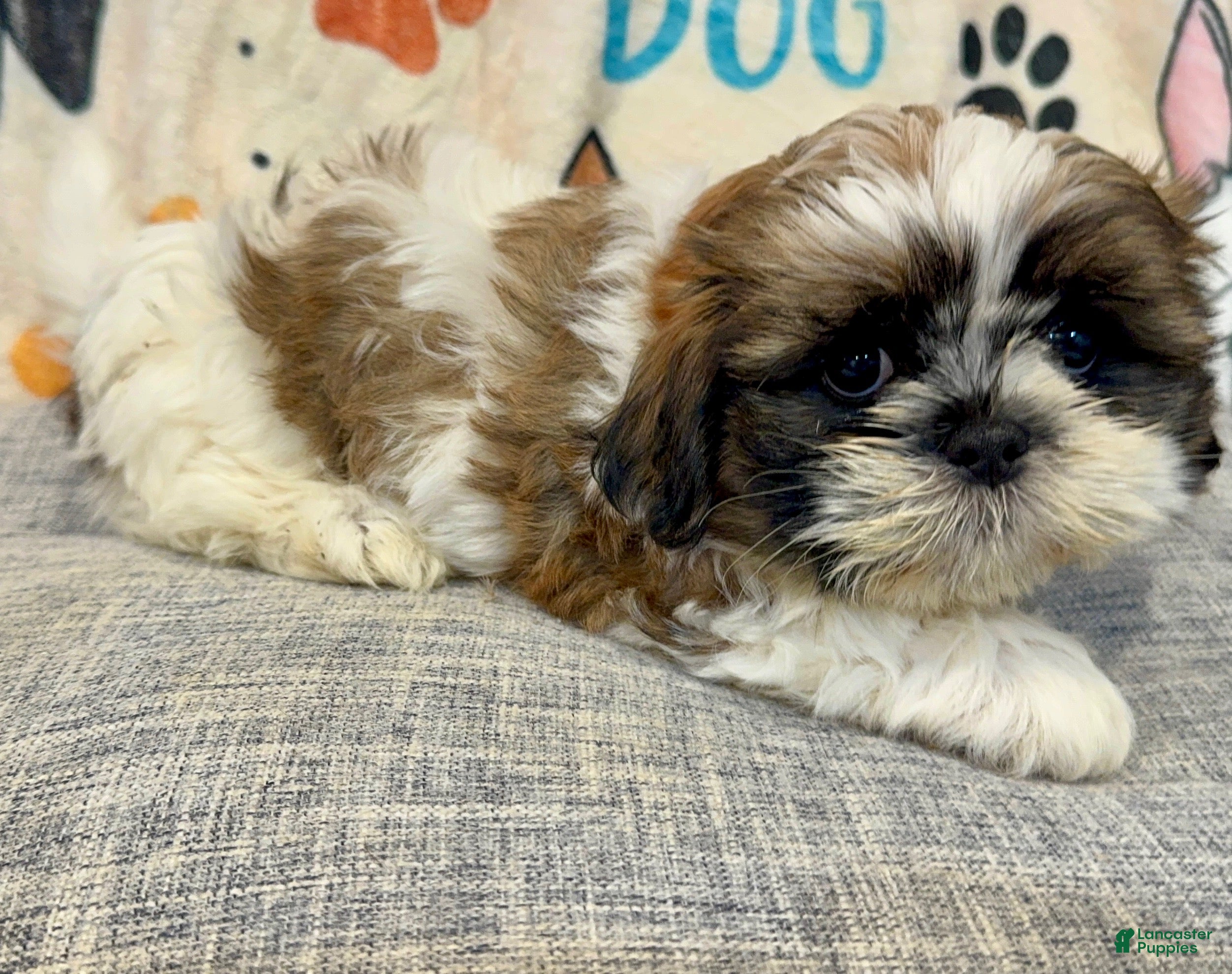 Shih Tzu dogs for sale: Elizabeth - Ad 7
