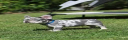 French Bulldog dogs for sale: Leo - Ad 8