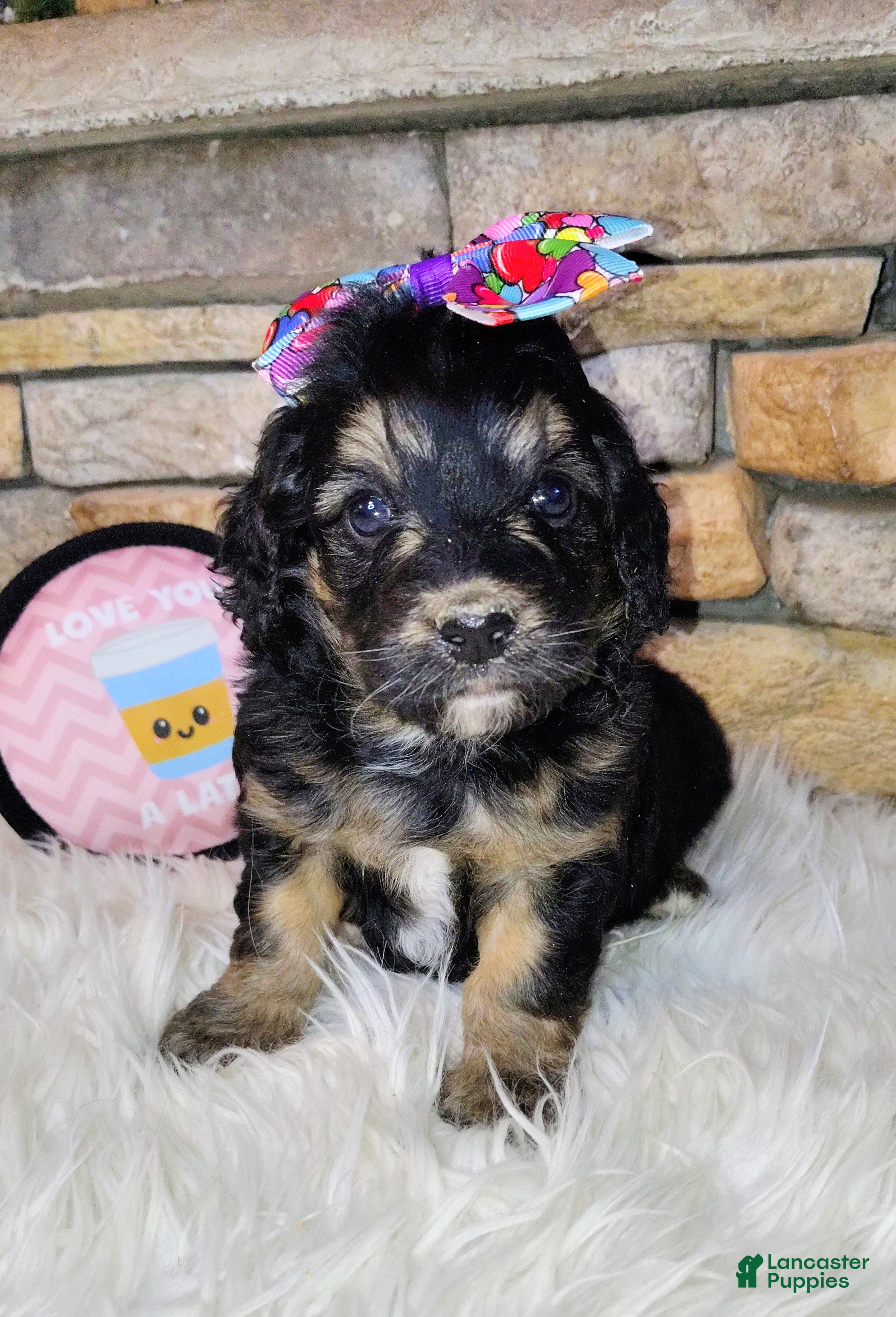 Saint Berdoodles dogs Loreth F1b Mini Saint Berdoodle - Ad 2