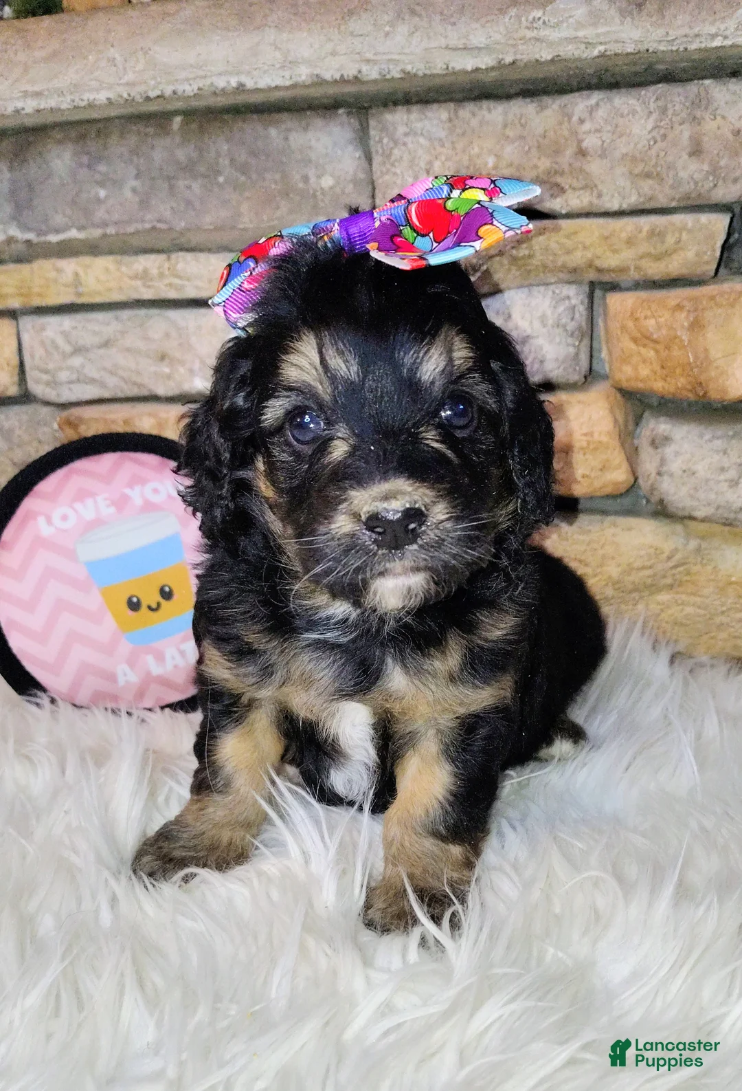 Saint Berdoodles dogs for sale: Loreth F1b Mini Saint Berdoodle - Ad 2