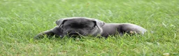 Cane Corso dogs for sale: Carlo - Ad 3