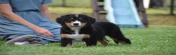 Bernese Mountain Dog dogs for sale: Trevor - Ad 3