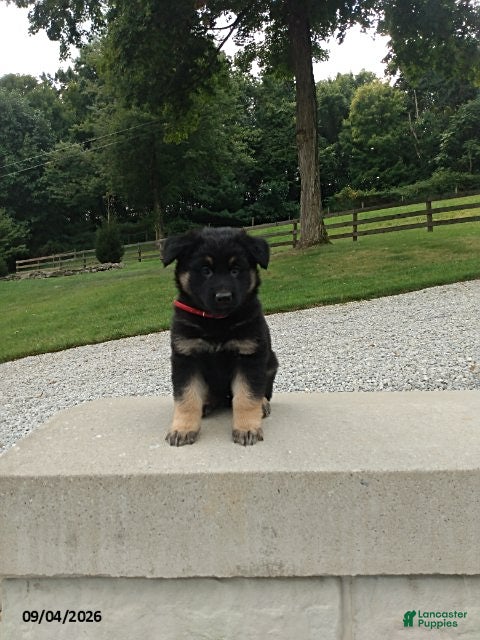 German Shepherd dogs for sale: Denver - Ad 4